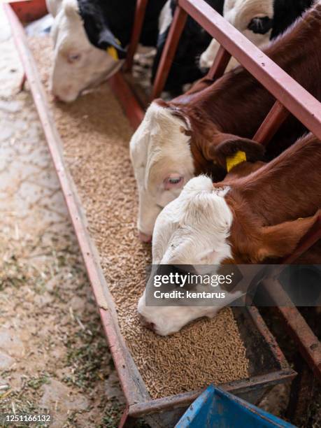 kühe in modernen bauernhof - tierhaltung stock foto - animal nutrition stock-fotos und bilder