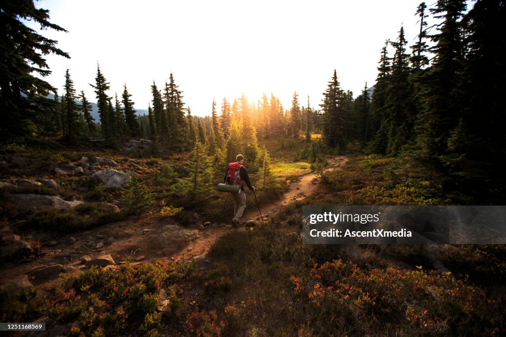 Young man hikes through alpine meadow at sunrise