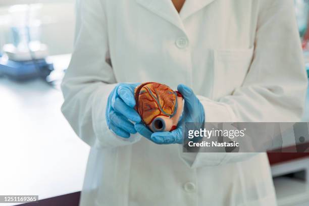 estudiante de medicina sosteniendo el modelo de corazón - aorta fotografías e imágenes de stock
