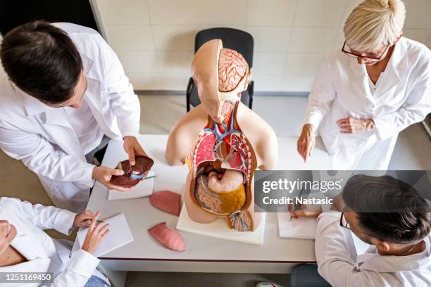 students of medicine learning about anatomy - anatomical model stock pictures, royalty-free photos & images
