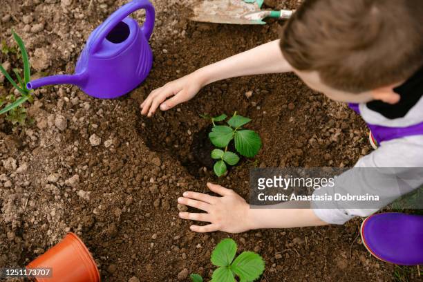 plantación infantil en el jardín. - sembrar fotografías e imágenes de stock