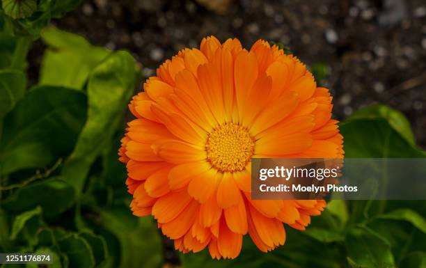 calendula flower in the spring - calendula stock pictures, royalty-free photos & images