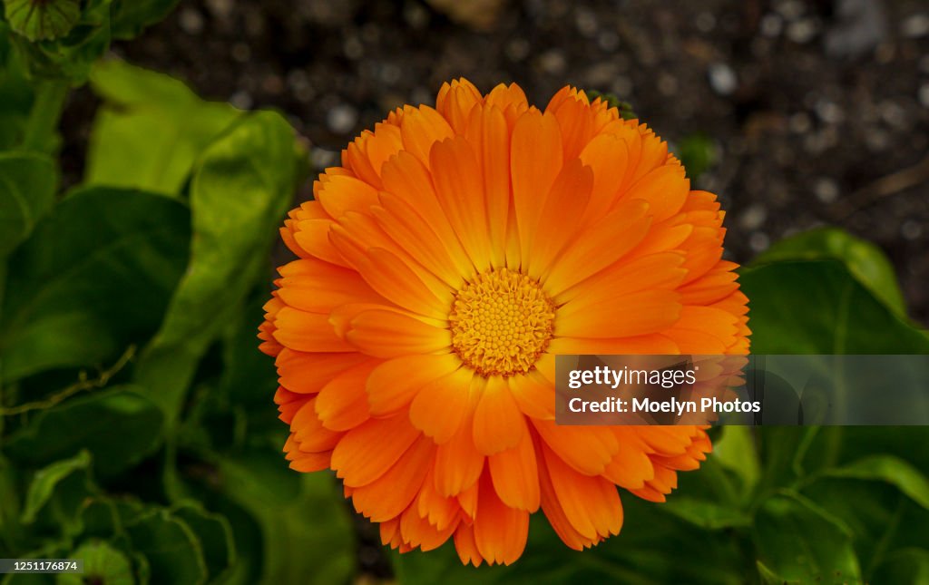 Calendula Flower in the Spring