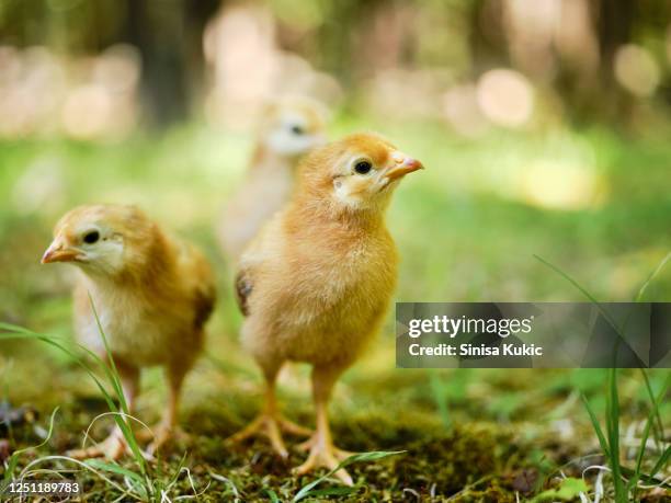 free range chicks - küken stock-fotos und bilder