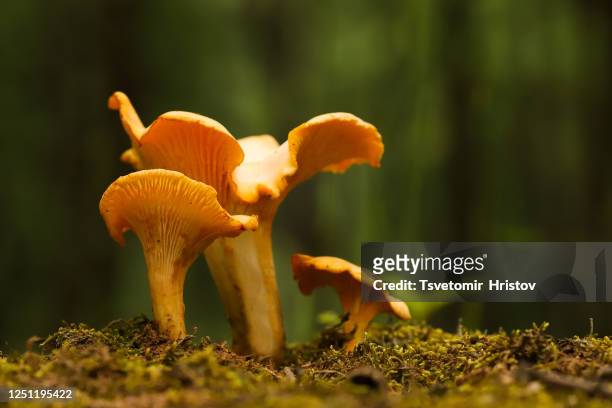 chanterelle mushroom in the forest. - cantharellus cibarius stock pictures, royalty-free photos & images