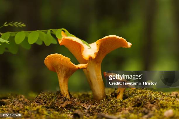chanterelle mushroom in the forest. - cantharellus cibarius stock pictures, royalty-free photos & images