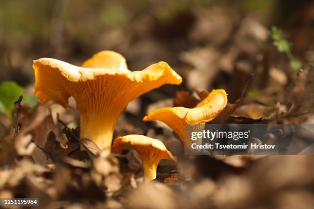 three chanterelle mushrooms in the forest. cantharellus cibarius. - cantharellus cibarius stock pictures, royalty-free photos & images