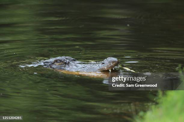 Aligator Rbc Alligator Island Photos and Premium High Res Pictures - Getty Images