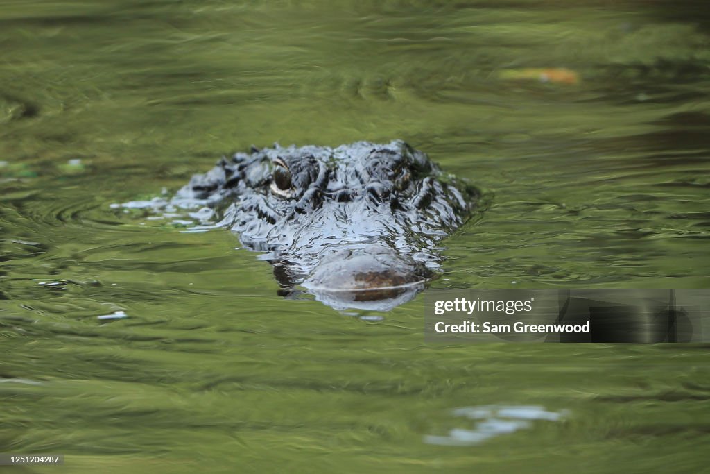Aligator Rbc An alligator looks on during the final round of the RBC Heritage on ...