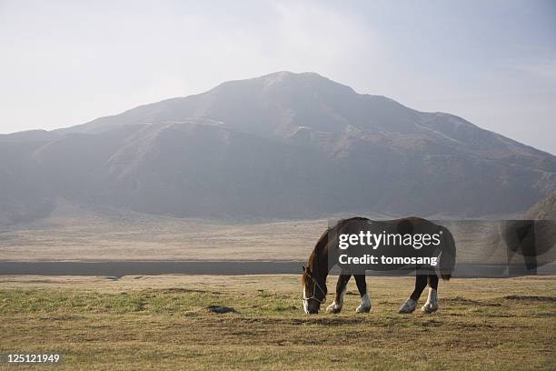 graze - kumamoto prefecture stock pictures, royalty-free photos & images