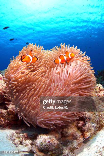clown anemonefish in kerama islands. - anemonefish stock pictures, royalty-free photos & images