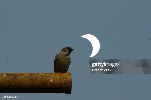 The double exposure image shows a bird stands on a branch as the partial solar eclipse appears on June 21, 2020 in Handan, Hebei Province of China.