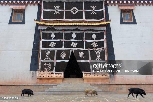 By Robert Saiget Three little pigs walk across a courtyard under a light snowfall at the Ganden Sumtseling Monastery in Shangrila on March 22, 2008...