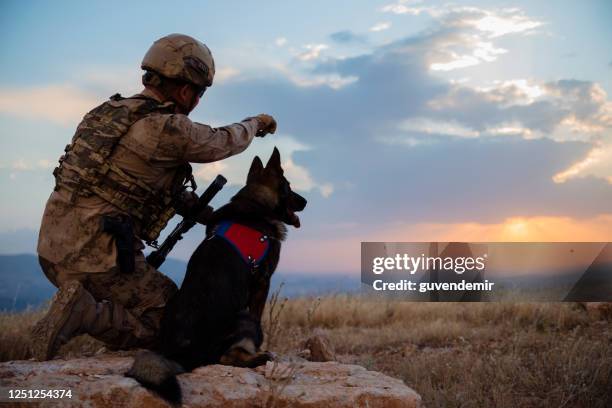 army soldier with attack dog - guard dog stock pictures, royalty-free photos & images