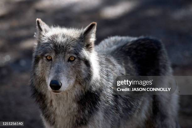 Wolf In Colorado 64 Gray Wolf Colorado Stock Photos, High-Res Pictures, and Images ...