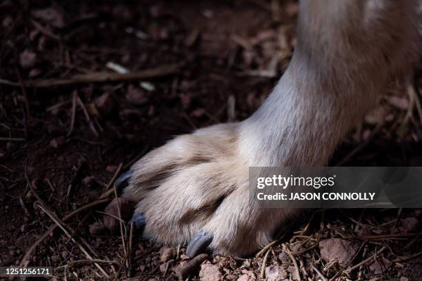 Timber wolf's paw steps into sunlight while it roams around it's enclosure at the Colorado Wolf and Wildlife Center in Divide, Colorado, on March 28,...
