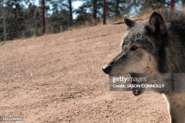 Wolf In Colorado 58 Grey Wolf Colorado Stock Photos, High-Res Pictures, and Images ...