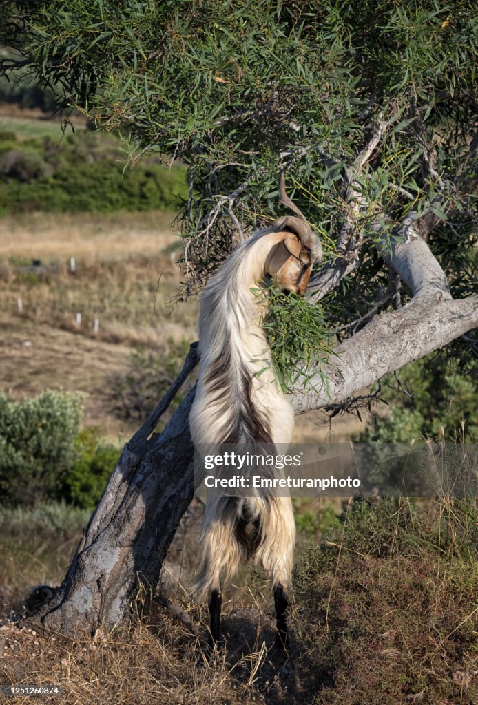A goat feeding from a tree in Aegen Turkey.