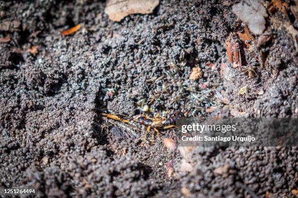 earwig with its young - earwig imagens e fotografias de stock