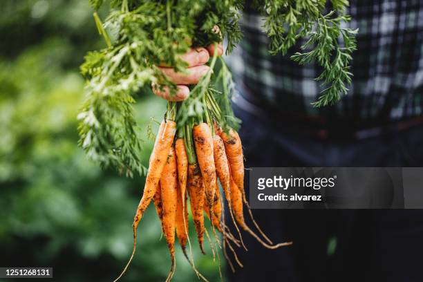 homme aîné avec le groupe des carottes fraîchement récoltées - land photos et images de collection