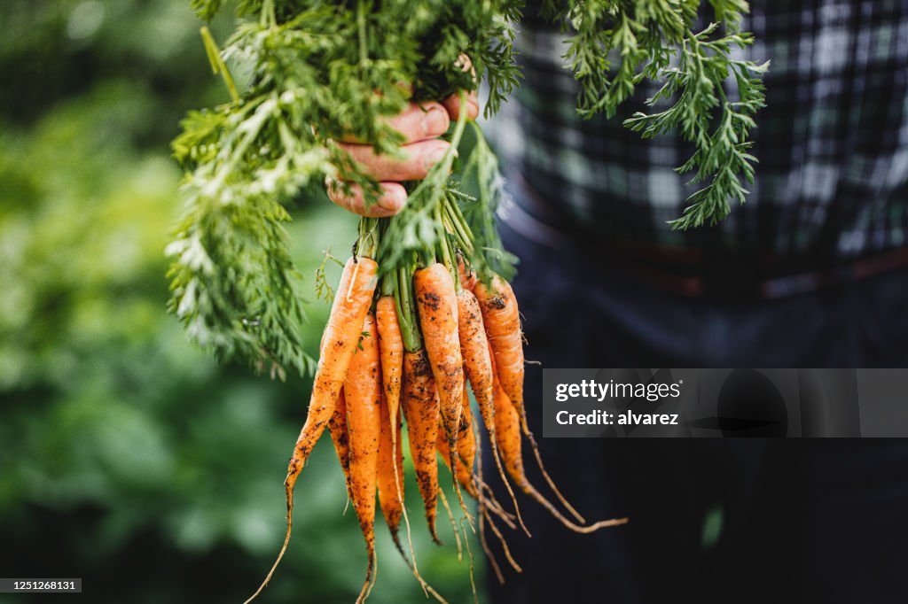 Senior man with bunch of freshly harvested carrots