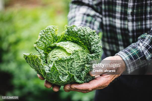 agricultor sênior segurando repolho de couve fresco - cabbage family - fotografias e filmes do acervo