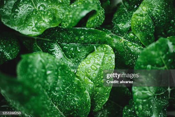 hojas verdes con gotas de rocío - freshness fotografías e imágenes de stock