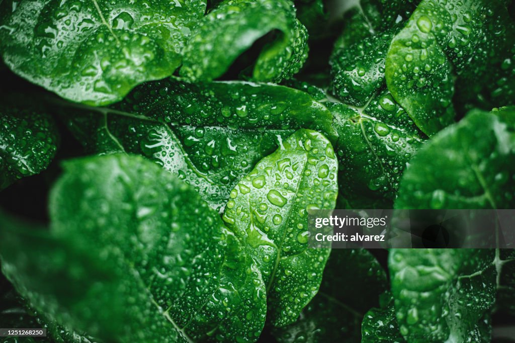 Groene bladeren met dauwdalingen