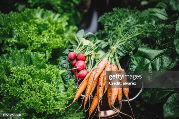 freshly harvested homegrown produce - homegrown produce stock pictures, royalty-free photos & images