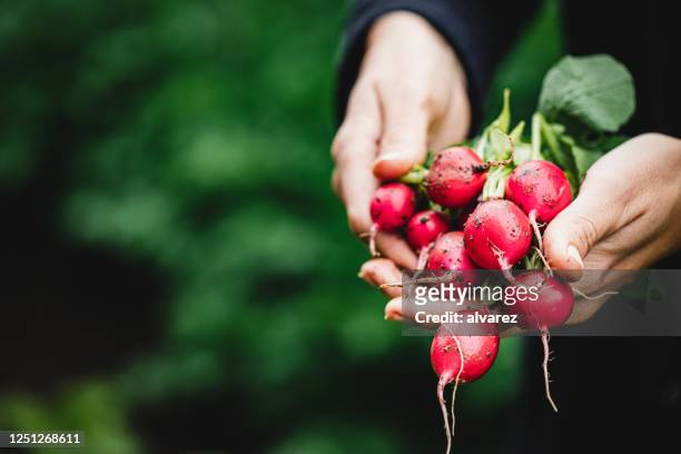 women's hands with freshly harvested radish - radish stock pictures, royalty-free photos & images