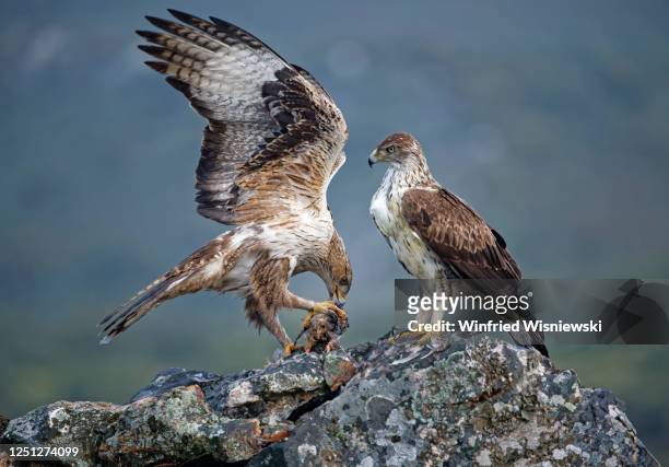 bonelli's eagle - hieraaetus fasciatus stock pictures, royalty-free photos & images