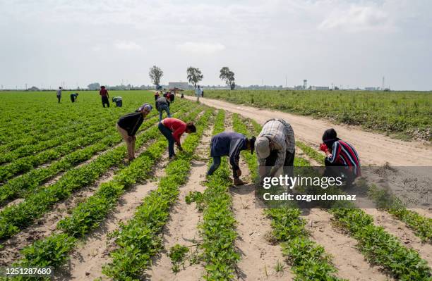 workers working in the farm near adana, turkey - trabalho infantil imagens e fotografias de stock