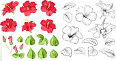 Set of tropical flowers elements. Collection of hibiscus flowers on a white background. Floral templates with garden blooming flowers.