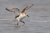 Spoon-billed Sandpiper flying,The most rare and endangered bird
