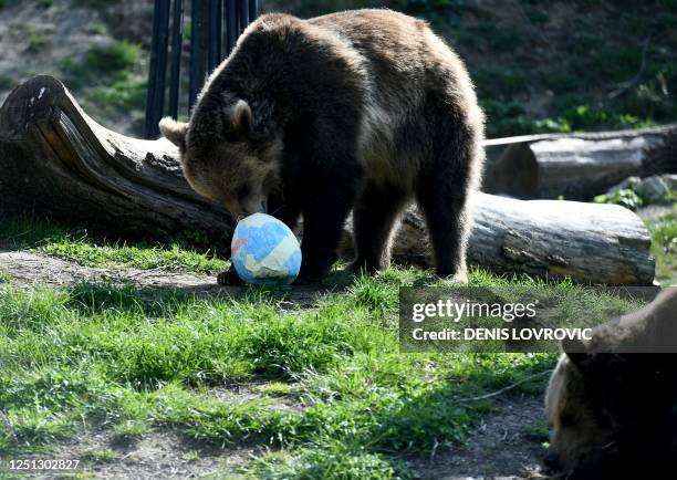 Brown bear enjoys treats, served to it in Easter Eggs, on Easter Monday at Zagreb Zoo, in Zagreb, on April 10, 2023.
