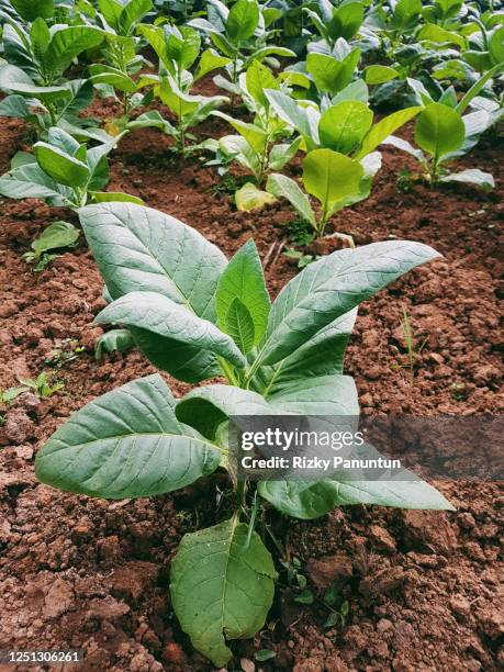 close-up of tobacco plants - タバコ葉 ストックフォトと画像