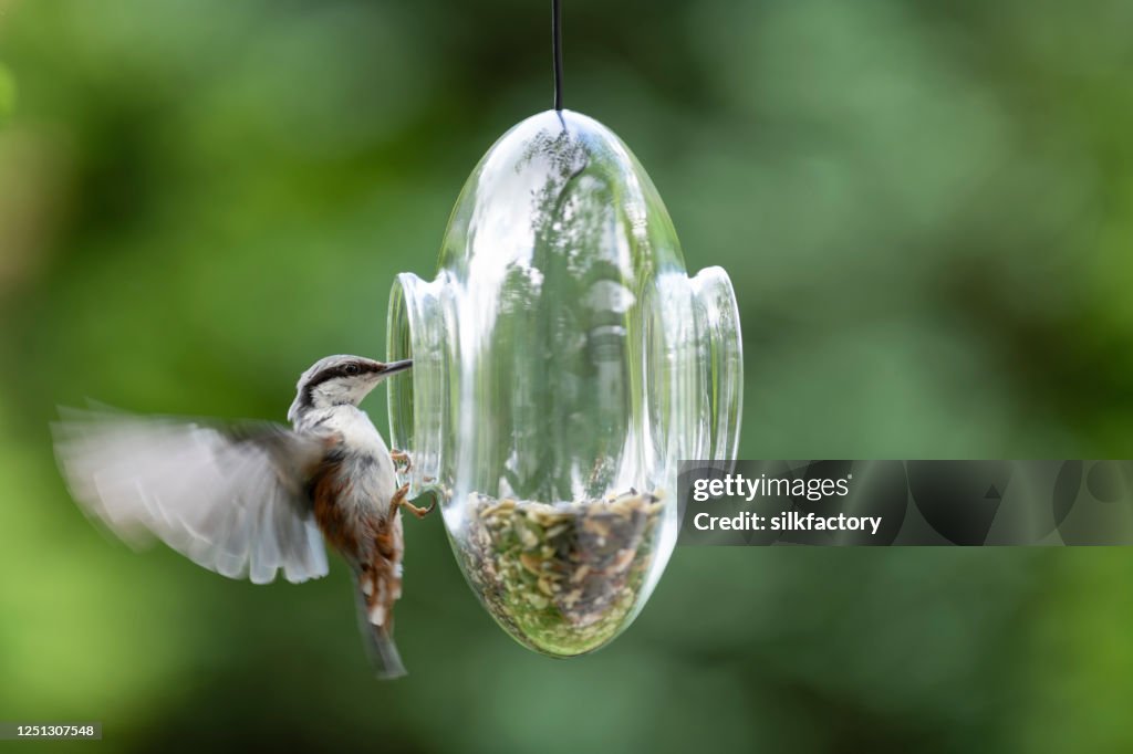 Nuthatch entering a transparent glass feeder in my front yard in early summer