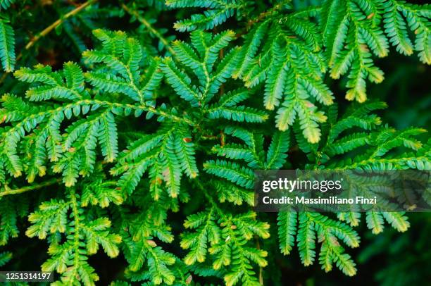 beautiful green tropical plant of krauss's clubmoss (selaginella kraussiana) - selaginella plant photos et images de collection