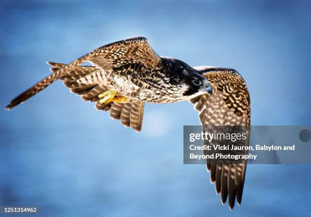 peregrine falcon close up in flight against blue at jones beach, long island - peregrine falcon stock-fotos und bilder