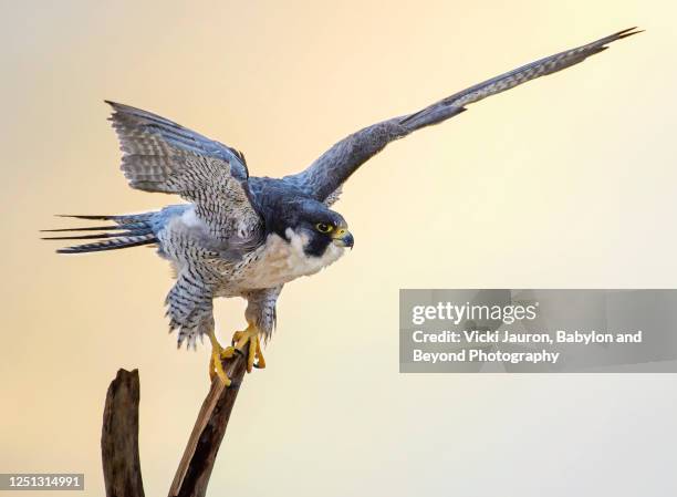 peregrine falcon giving v for victory - peregrine falcon stock-fotos und bilder