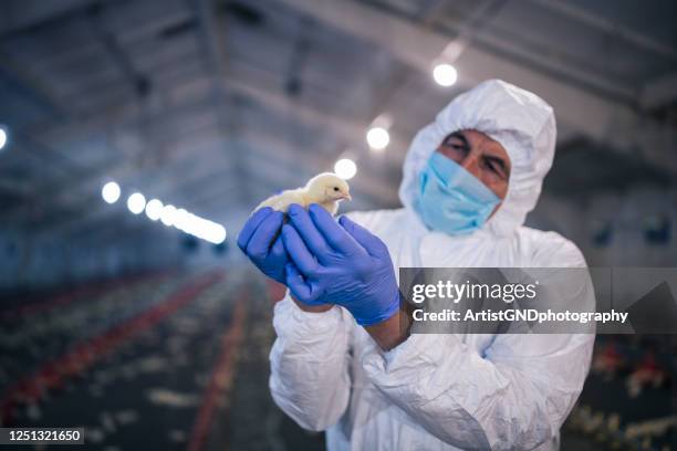 examining chick in farm with protective clothing. - baby chicken stock pictures, royalty-free photos & images