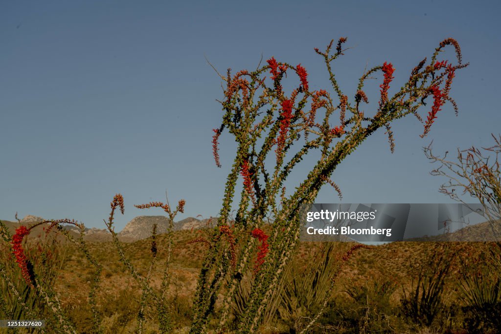 Ocotillo In Bloom An Ocotillo blooms along Coyote Canyon in Borrego Springs,... News ...