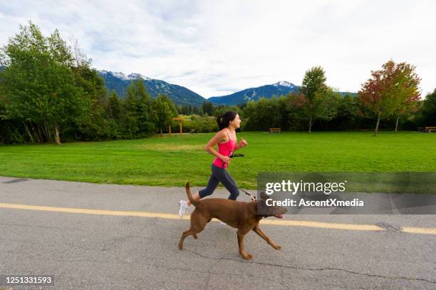 kvinna joggar med sin hund - sports training bildbanksfoton och bilder