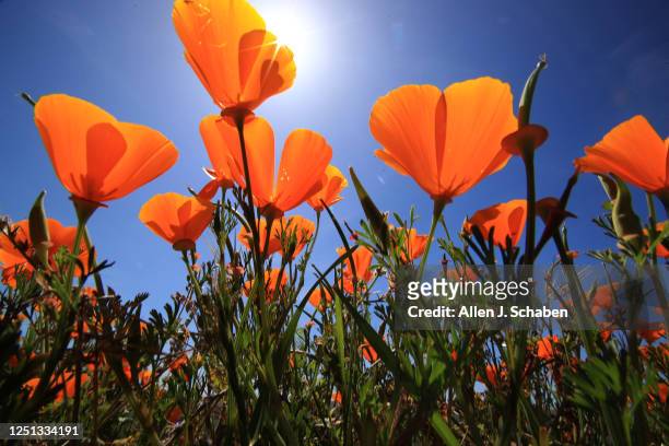 Chino Hills, CaliforniaApril 8, 2023Visitors walk along paths in Chino Hills State Park, where California poppies and other flowers are in bloom on...