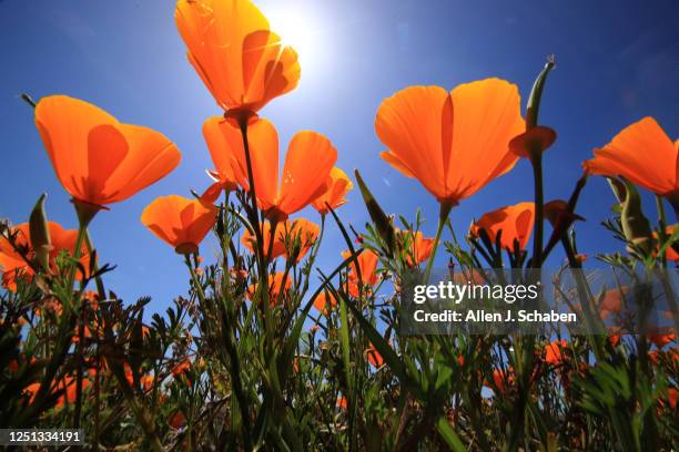 Chino Hills, CaliforniaApril 8, 2023Visitors walk along paths in Chino Hills State Park, where California poppies and other flowers are in bloom on...