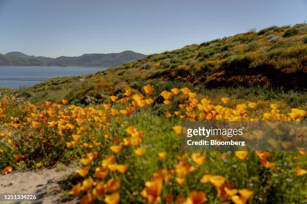 Wildflowers bloom near Diamond Valley Lake in Hemet, California, US, on Sunday, April 9, 2023. As epic rainstorms gradually give way to brighter...