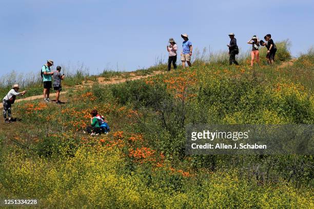 Chino Hills, CaliforniaApril 8, 2023Visitors walk along paths in Chino Hills State Park, where California poppies and other flowers are in bloom on...