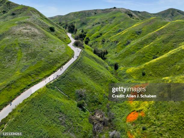 Chino Hills, CA After multiple storms drenched Southern California, hikers viewing a patch of blooming California poppies are viewed through a...