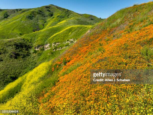 Chino Hills, CA After multiple storms drenched Southern California, hikers viewing a patch of blooming California poppies are viewed through a...