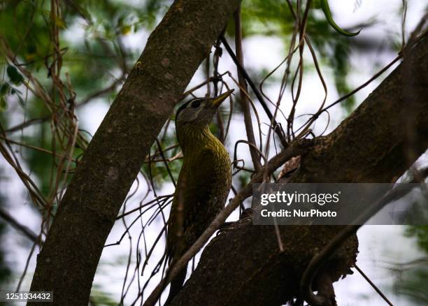 The streak-throated woodpecker is a species of woodpecker found in the Indian subcontinent. Streak-throated inhabits open forests from lowlands up...